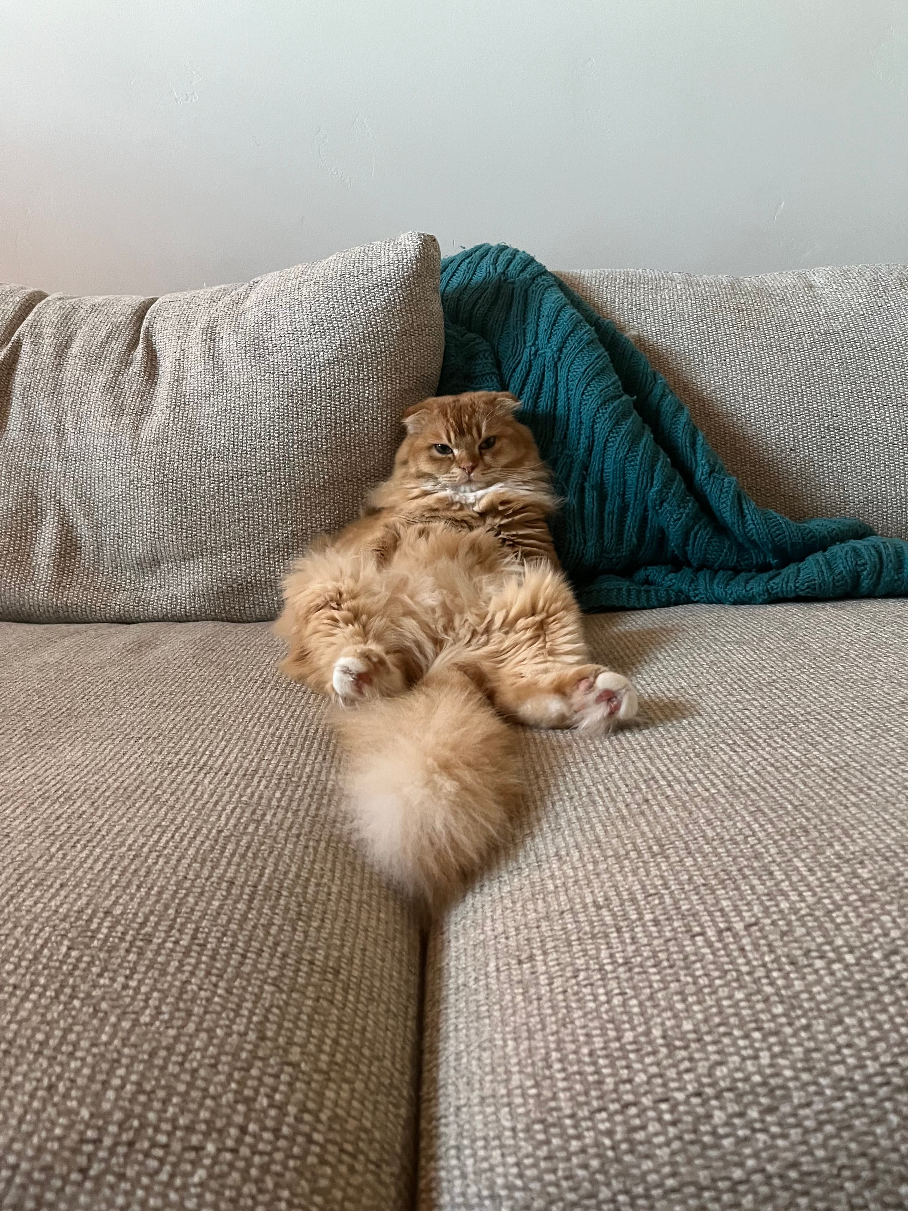 Original cat photo